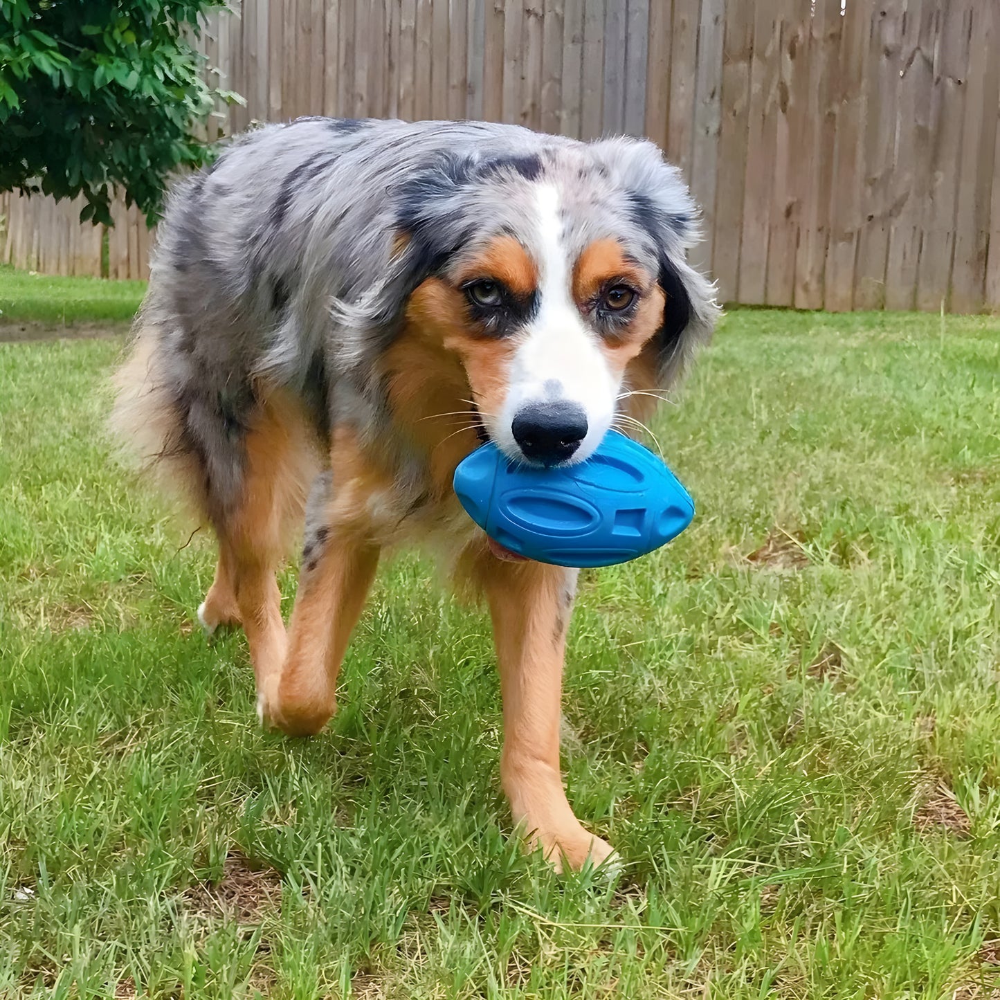 Beast Ball- By PawfectToys